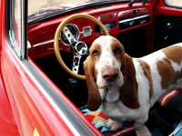 VW Dogs