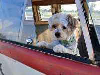 VW Dogs