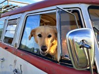 VW Dogs