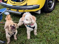 VW Dogs