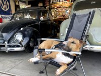 VW Dogs