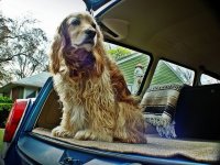 VW Dogs