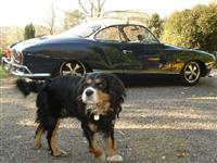 VW Dogs