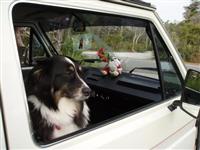 VW Dogs