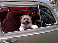 VW Dogs