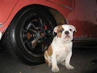 VW Dogs