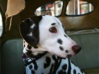 VW Dogs