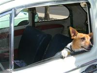 VW Dogs