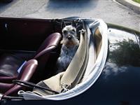 VW Dogs