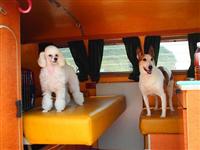 VW Dogs