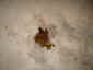 oil_cooler_leak.jpg (29935 bytes)